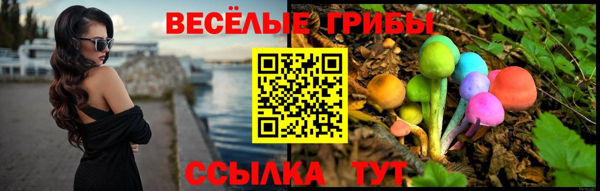 Галлюциногенные грибы Psilocybe Протвино